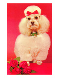Poodle with Roses