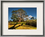 Bilbo's Hobbit Hole and the Party Tree in the Shire