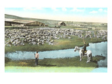 Sheep Ranch  Montana