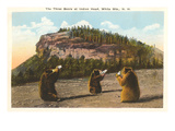 Bears at Indian Head  White Mountains  New Hampshire