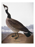 Audubon: Goose  1827
