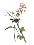 Audubon: Warbler  1827-38