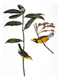 Audubon: Warbler  1827