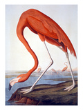 American Flamingo