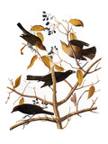 Audubon: Blackbird  1827
