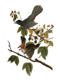 Audubon: Catbird  1827-38