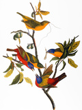 Audubon: Bunting  1827