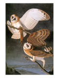 Audubon: Owl