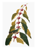 Audubon: Warbler