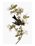Audubon: Pewee  1827-38