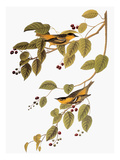 Audubon: Warbler