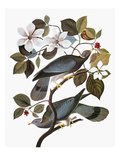 Audubon: Pigeon