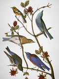 Audubon: Bluebirds