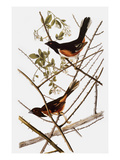 Audubon: Towhee