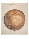 Botany: Mammee  1585