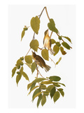 Audubon: Warbler