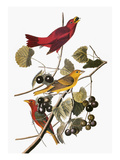 Audubon: Tanager