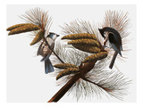 Audubon: Titmouse
