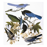 Audubon: Jay And Magpie