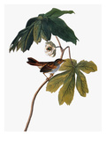 Audubon: Sparrow  1827-38