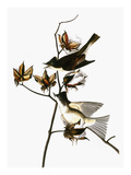 Audubon: Phoebe