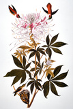Audubon: Hummingbird