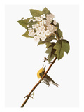 Audubon: Warbler  1827-38