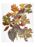 Audubon: Jay