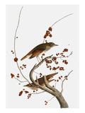 Audubon: Thrush