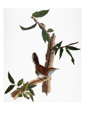 Audubon: Wren  1827-38