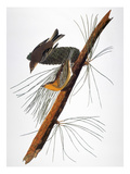 Audubon: Warbler