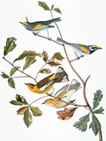 Audubon: Warbler