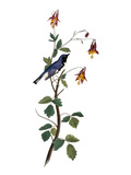 Audubon: Warbler  1827-38