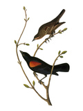 Audubon: Blackbird
