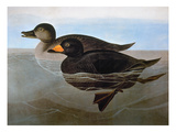 Audubon: Duck  1827