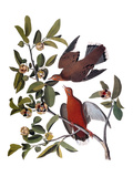 Audubon: Dove  1827-38