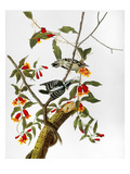 Audubon: Woodpecker  1827