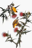 Audubon: Goldfinch