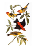 Audubon: Tanager  1827