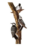 Audubon: Woodpecker