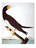 Audubon: Booby