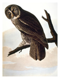 Audubon: Owl