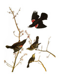 Audubon: Blackbird  1827