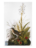 Audubon: Thrush