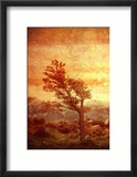 The Tree Alone Against the World