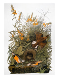 Audubon: Meadowlark