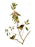 Audubon: Kinglet  1827