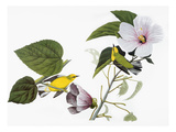 Audubon: Warbler  1827-38