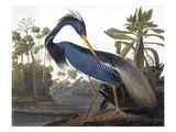 Audubon: Heron  1827