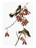 Audubon: Bobolink